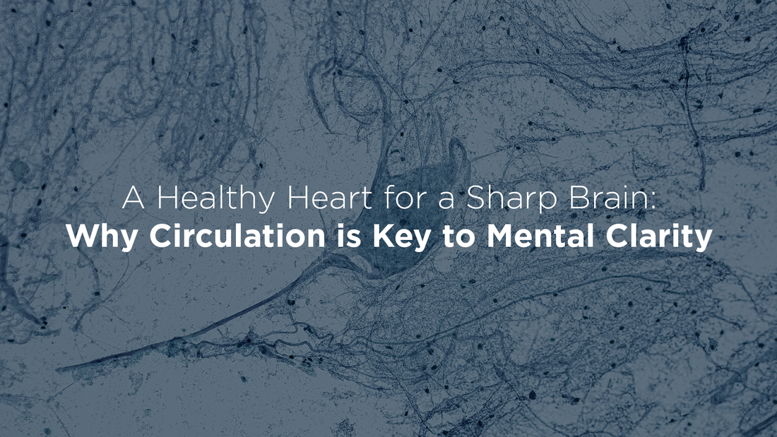 A Healthy Heart for a Sharp Brain: Why Circulation Is Key to Mental Clarity