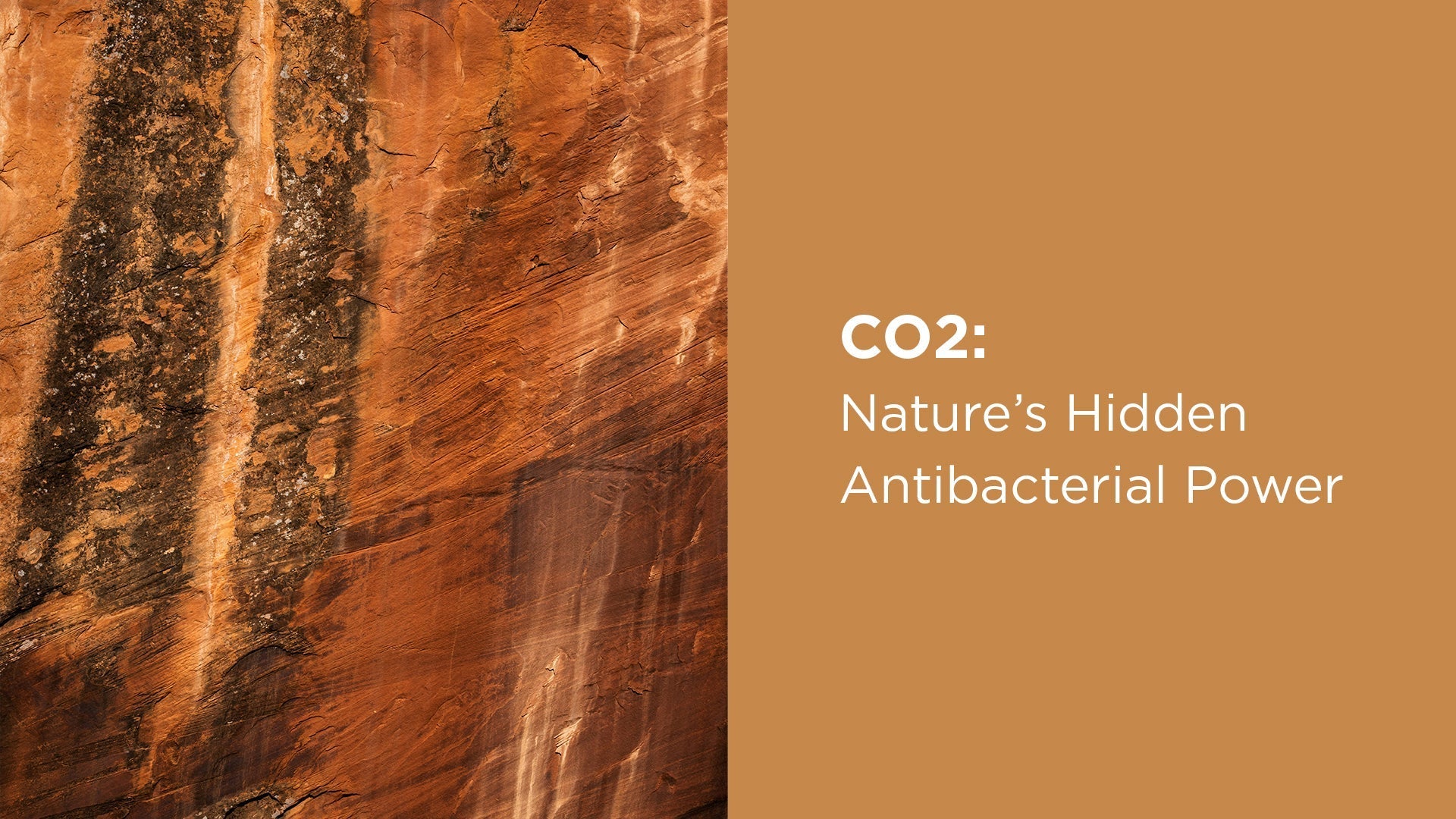 CO2: Nature’s Hidden Antibacterial Power