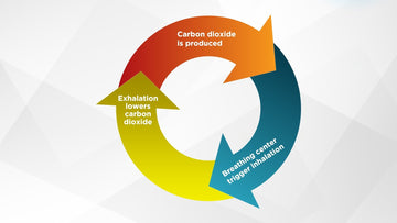 Carbon dioxide controls breathing - Conscious Breathing Institute
