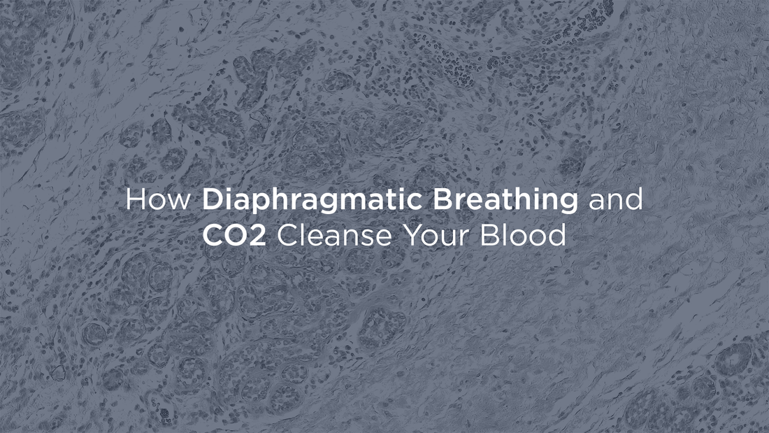 Diaphragmatic Breathing and CO2 —  Nature’s Blood Purifiers